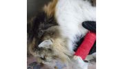 Deluxe Cat Bug Out Emergency Kit