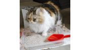 Deluxe Cat Bug Out Emergency Kit