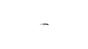 Knife UTAS CBB 8Cr 56HRC Satin 2.75in Trad GlNylon Black